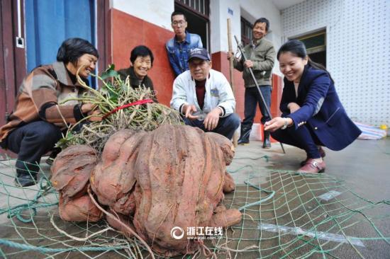 浙江现巨无霸番薯