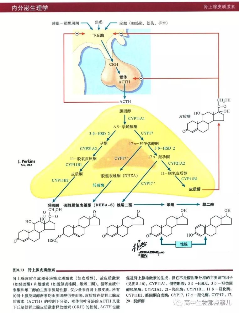 肾上腺素的分泌是分级调节吗?