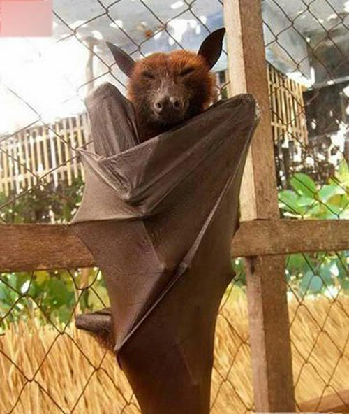 世界上最大的蝙蝠,与成年男子齐肩高,长相令人毛骨悚然