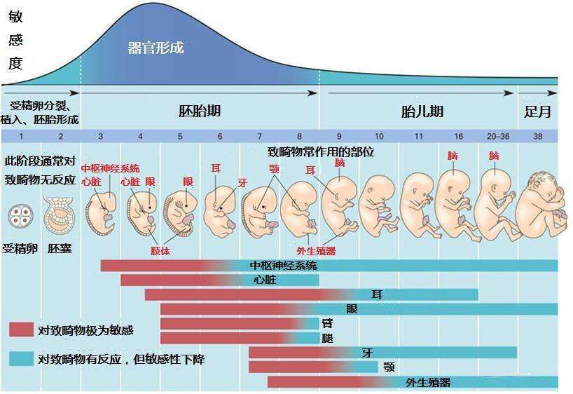 1张图告诉你,怀孕2到16周胎儿的整个发育过程,让人泪目