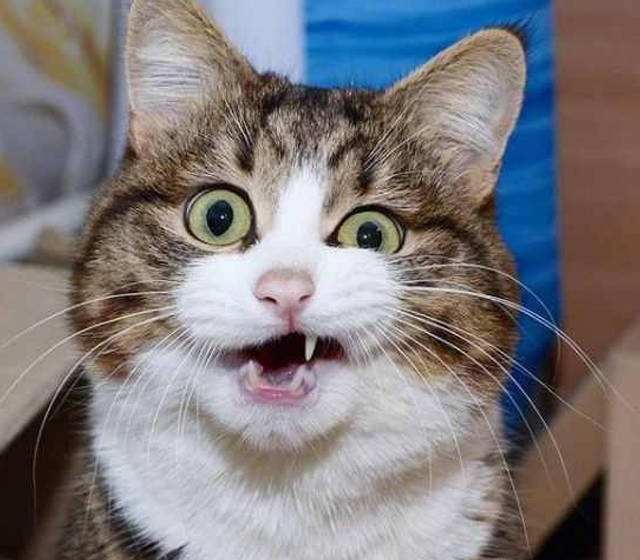 好气啊,气到爆炸!蠢萌的猫咪为什么突然炸毛,过来人给