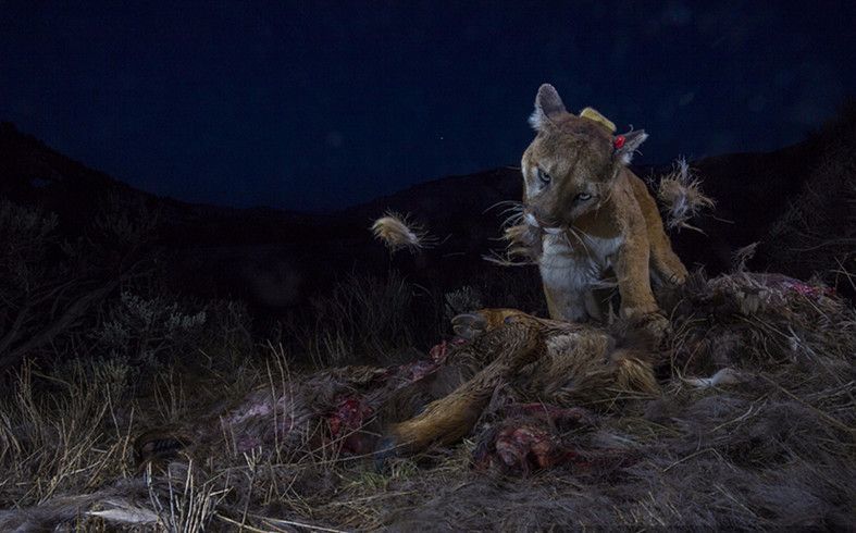 美洲狮为何要把猎物"献"给大鸟?实际上充满无奈