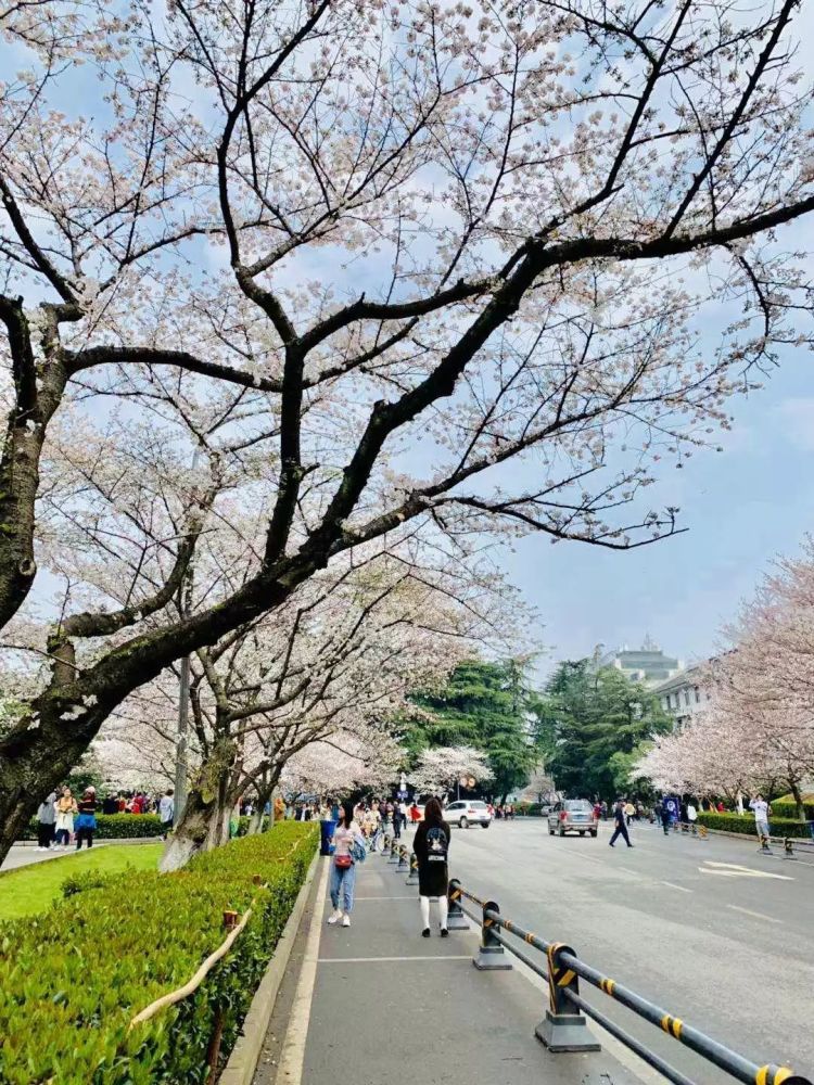 如果不知道樱花树在哪