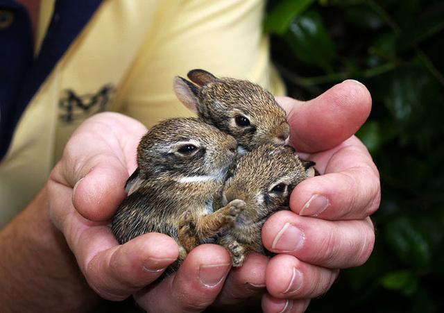 一组图片证明:小兔子绝对是世界上最萌的动物