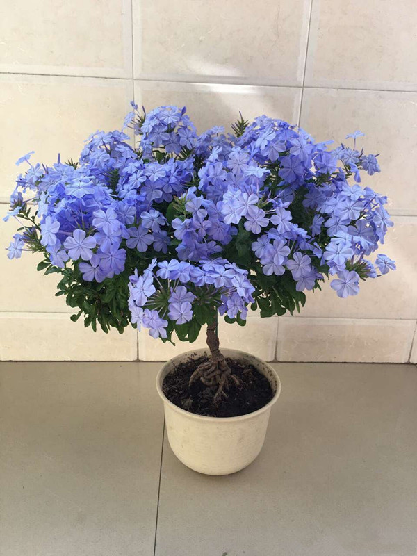 此植物漂亮又好养,四季开花,观赏价值高,还可做盆景