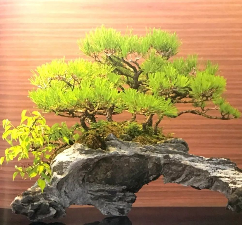 河边捡块石头,山间挖棵真柏,亲试制作"价格乱飞"的附石盆景!