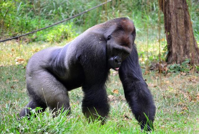 银背大猩猩是最强壮灵长类动物,它能否打得过老虎?