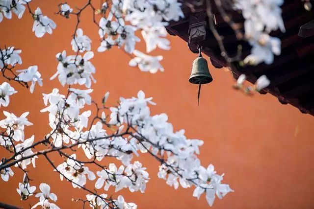 禅游赏花必备攻略!在寺院里遇见一整个春天