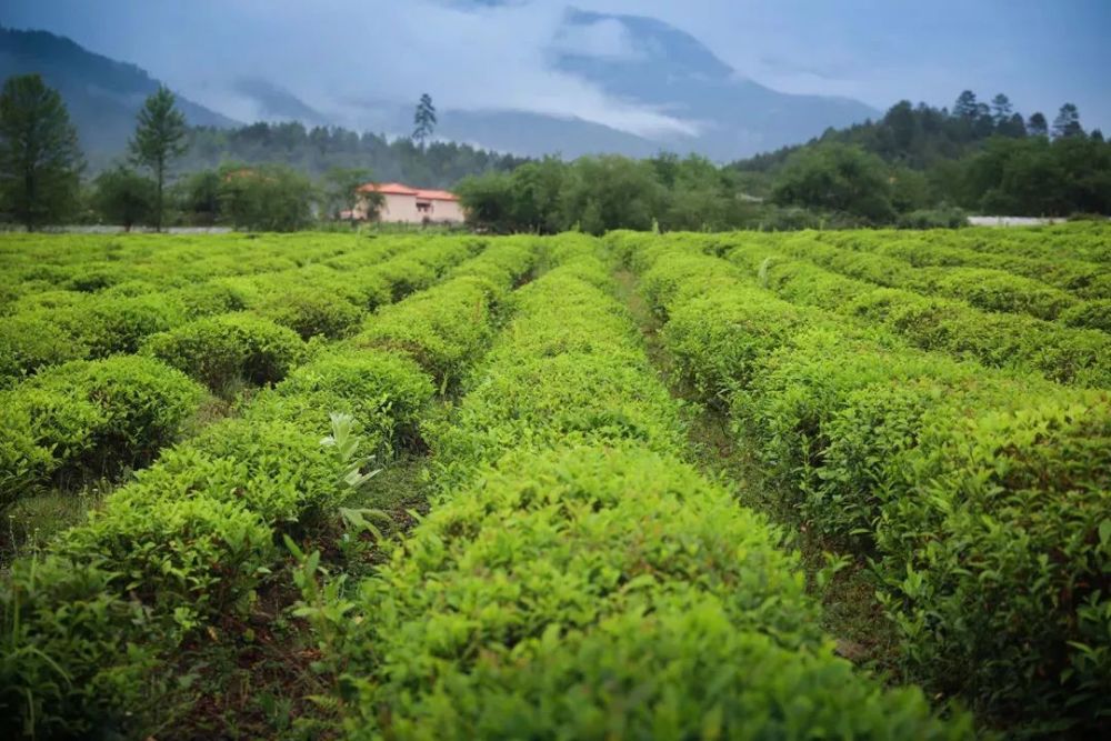 易贡茶厂位于波密县易贡沟内,是全世界海拔最高的茶场,也是西藏唯一的