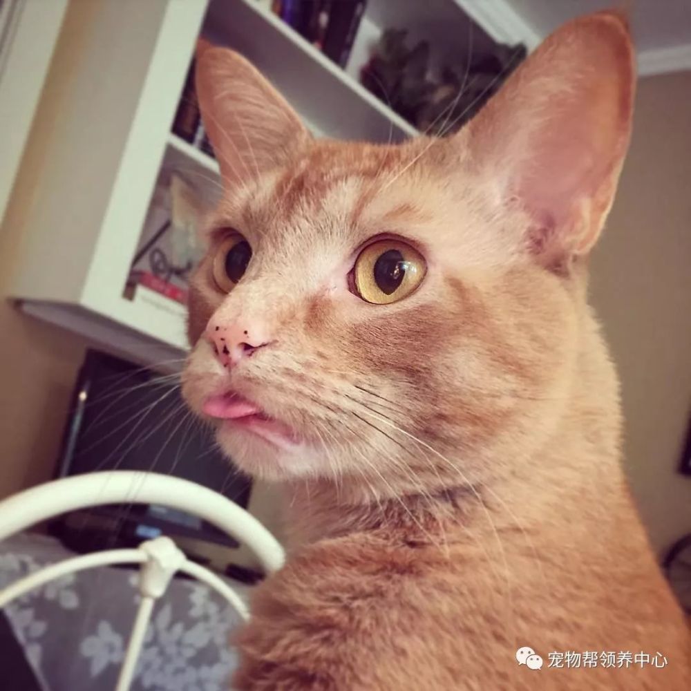 小喵走上偷盗不归路,麻麻公开展示赃物:希望能轻判