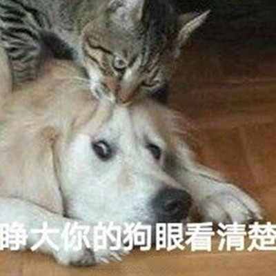 "睁大你的狗眼看清楚."我不看我不看,我只想做我自己的舔狗.   28.