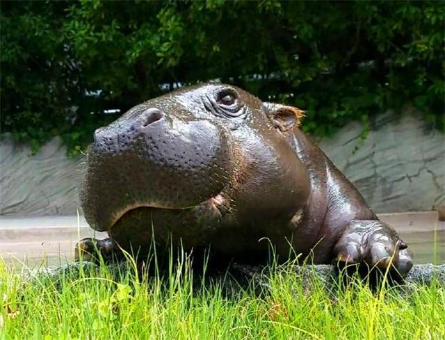 动物园偶遇倭河马，体型比普通河马小10倍，还自带出生的秘密