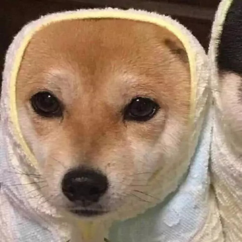 最近火了