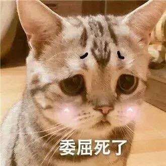 委屈死了的敲可爱猫咪表情包