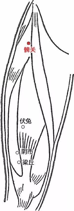 5髀关归经:足阳明胃经位置:在大腿前面,当髂前上棘与髌底外侧端的连线