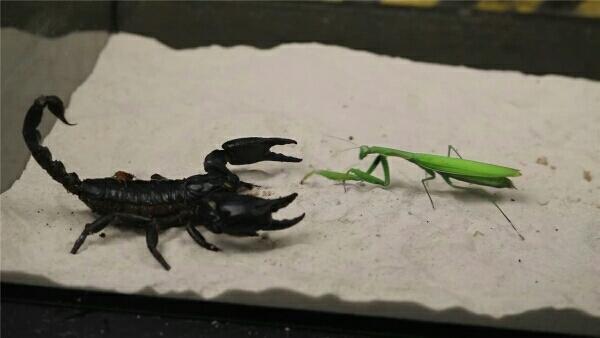 螳螂vs非洲帝王蝎,螳螂信心满满主动出击,结果被秒杀