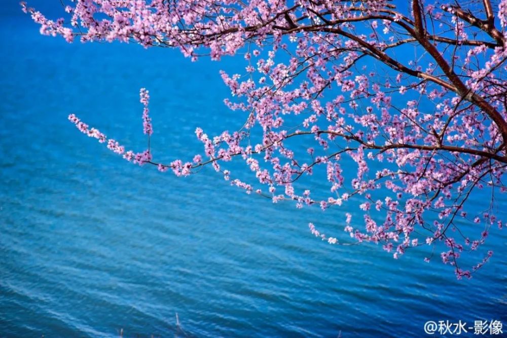 北京哪里赏桃花景色最佳?一树桃花