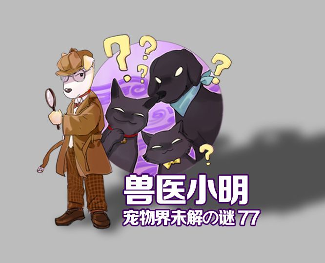 兽医打一成语是什么_白带是什么图片