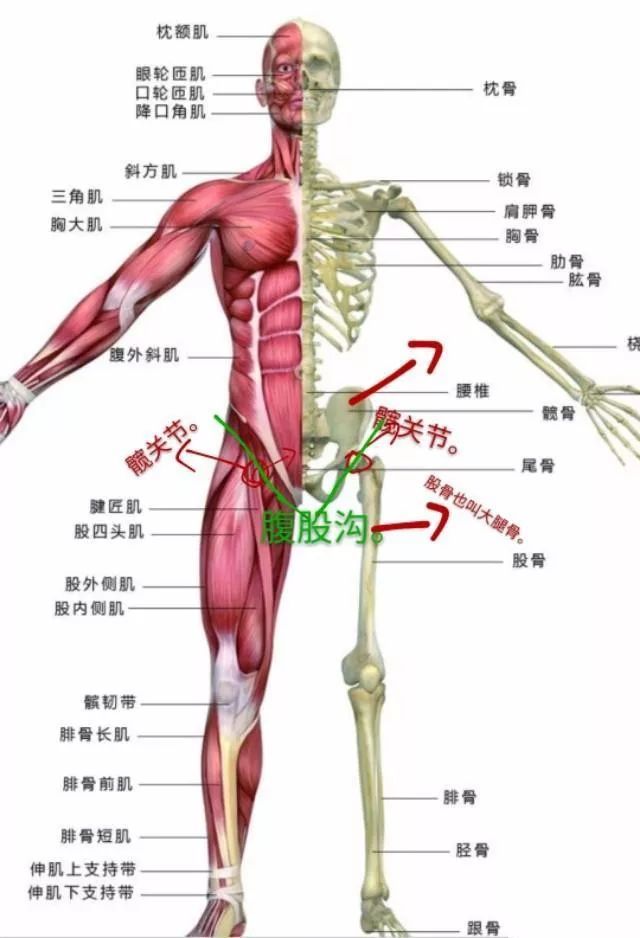 图中画绿线的区域是大腿根部和下腹部相连的地方,叫腹股沟.