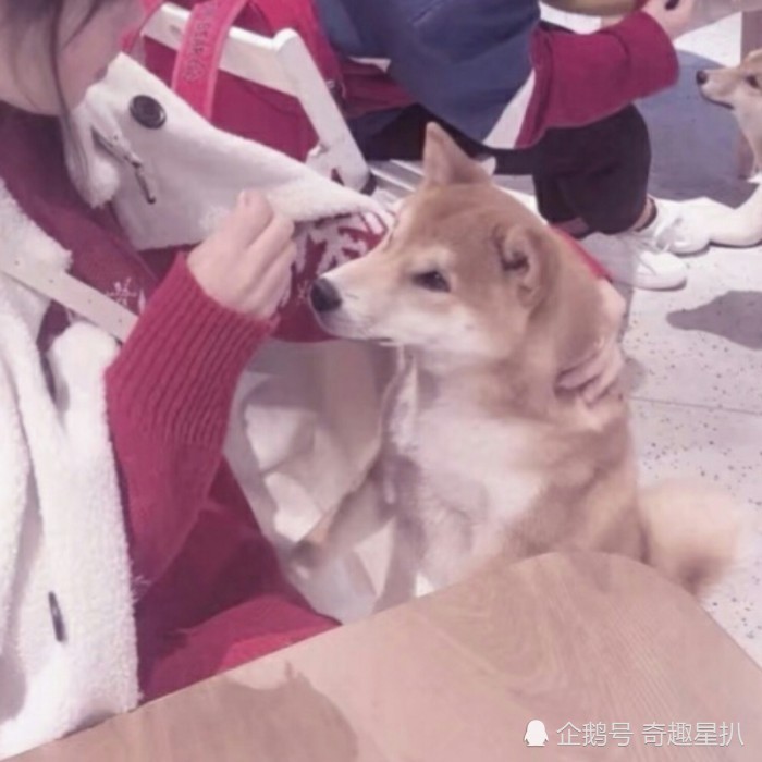情侣头像,抖音,泰迪,小柴犬