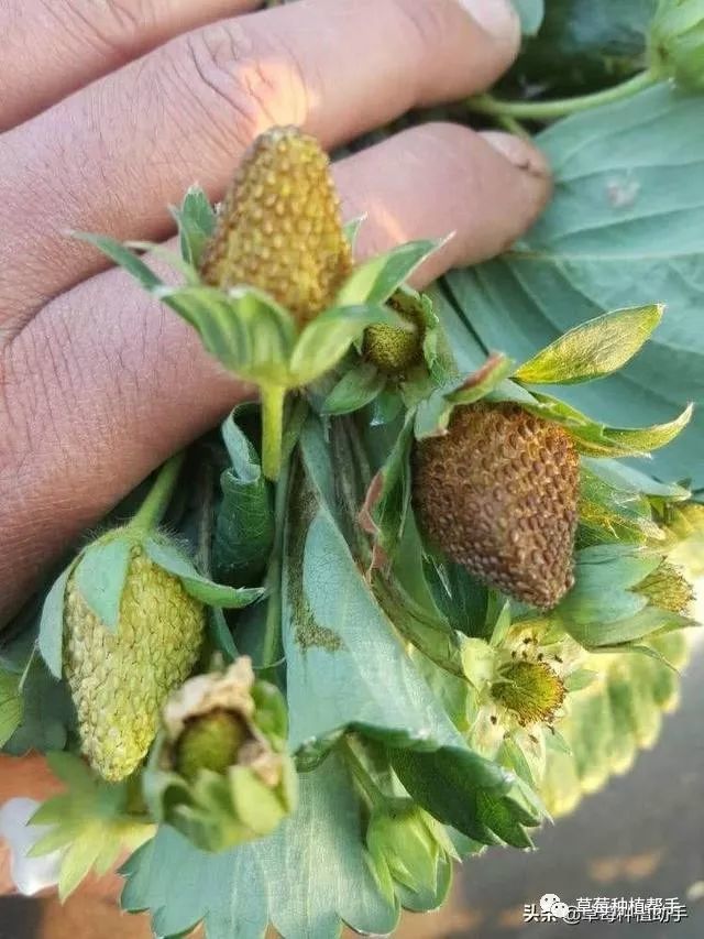 蓟马锉吸草莓的花以及果实,造成落花落果,花朵枯萎,畸形果,僵果,严重