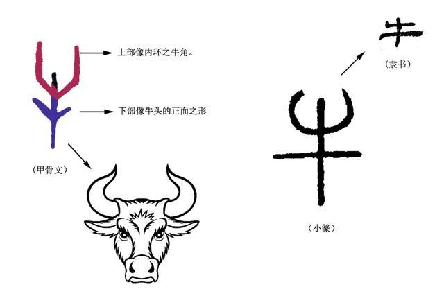 (牛的字形)