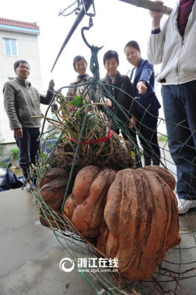 浙江现巨无霸番薯