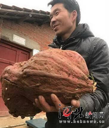 浙江現巨無霸番薯