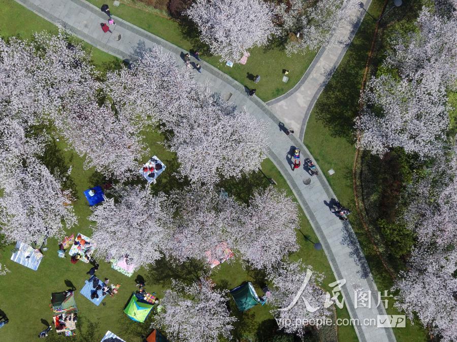 最后一页 3月23日,浙江绍兴柯桥瓜渚湖东岸公园大片樱花盛开,引来大