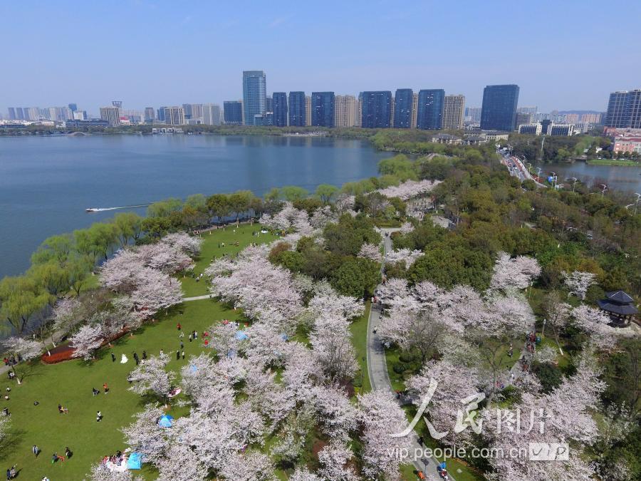 浙江绍兴:瓜渚湖边樱花旺