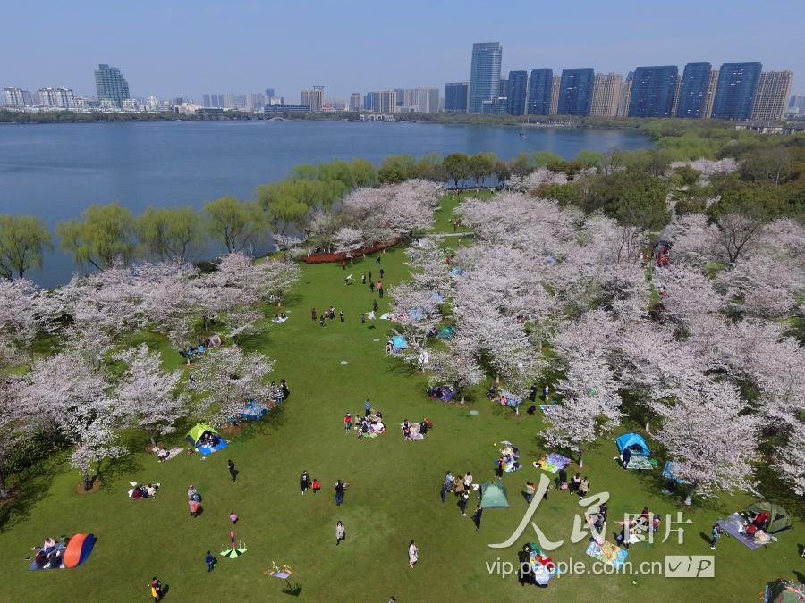 浙江绍兴:瓜渚湖边樱花旺