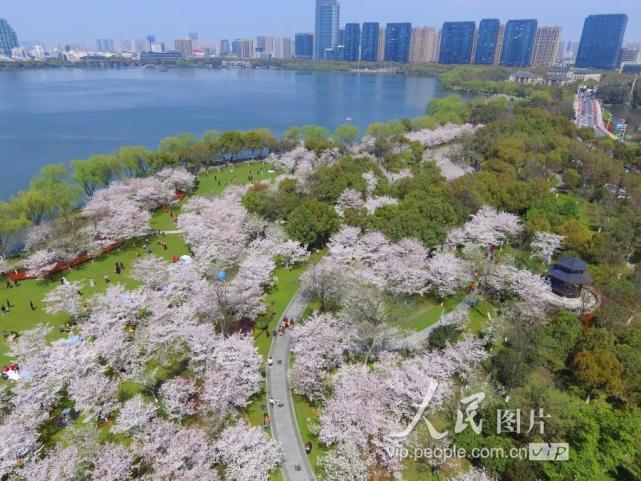 浙江绍兴:瓜渚湖边樱花旺