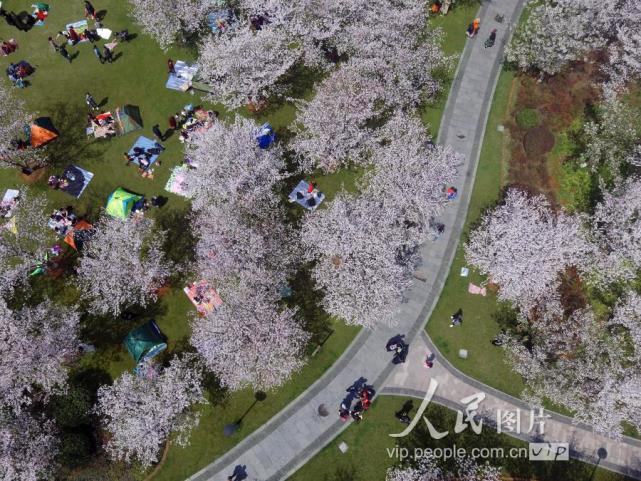 浙江绍兴:瓜渚湖边樱花旺