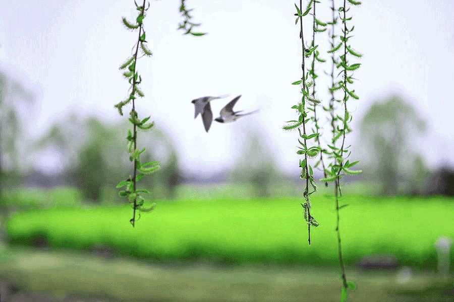 诗意生活:春天,人间皆可爱