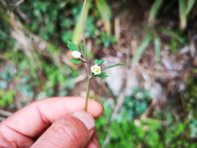 农村这种野草开白色的花,夏天到就消失,民间常用叫千年老鼠屎