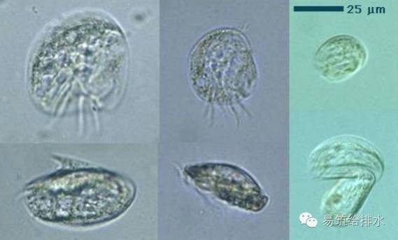 楯纤虫也可作为水质处理良好的指示生物,大量出现时,处理的水