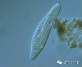 污水处理指示性微生物大全!