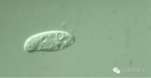 指示作用: 以细菌为主要食物,同时也兼食微型鞭毛虫;在自然环境中