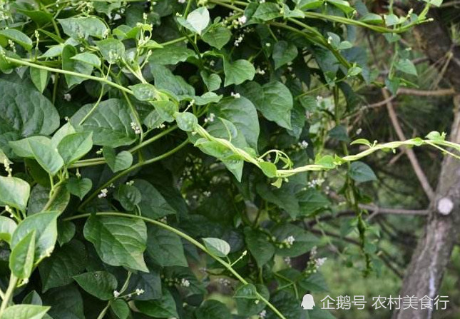 农村这种野菜名叫"豆腐菜"营养丰富口感好,全株入药