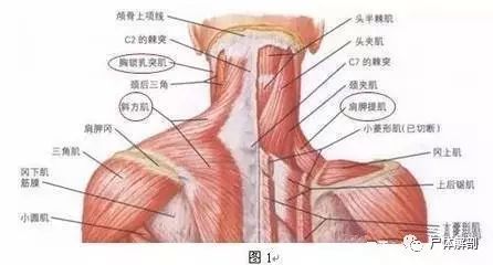 起点:上四个颈椎横突的后结节; 止点:肩胛骨脊柱缘内侧的冈上部分及