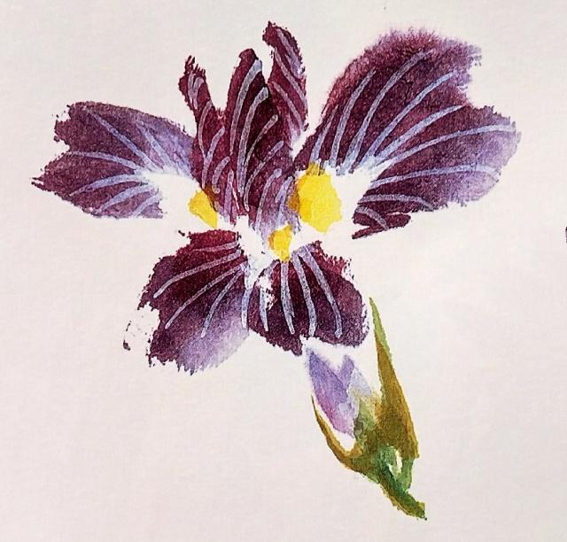 一起来学国画:鸢尾花的画法