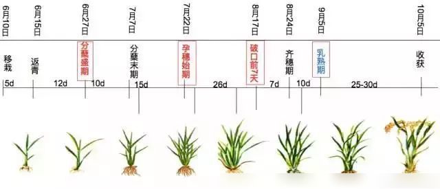 水稻生育期示意图 水稻类型: 按起源分为:籼稻和粳稻.
