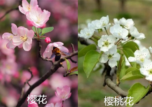 樱桃花是樱桃树的花,和樱花不同.樱桃树的果实是可食用的樱桃