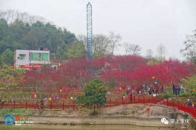 走进走马镇桃花林,1000亩桃花错落有致,迎春绽放.