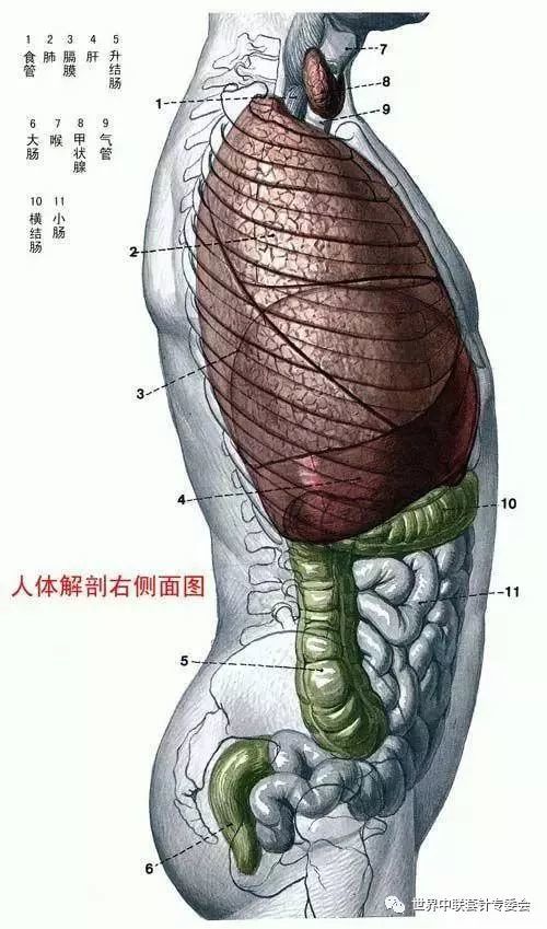 史上最全的人体解剖图收藏版!