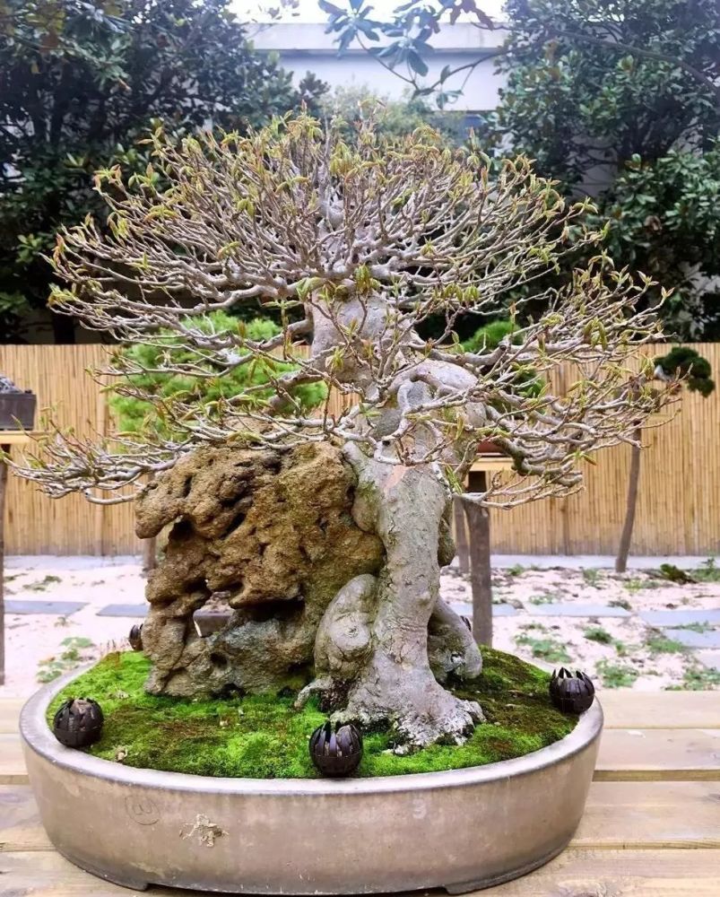 小叶红枫(日本唐枫)的辨识与鉴赏图片