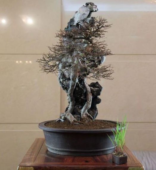 小叶红枫(日本唐枫)的辨识与鉴赏图片