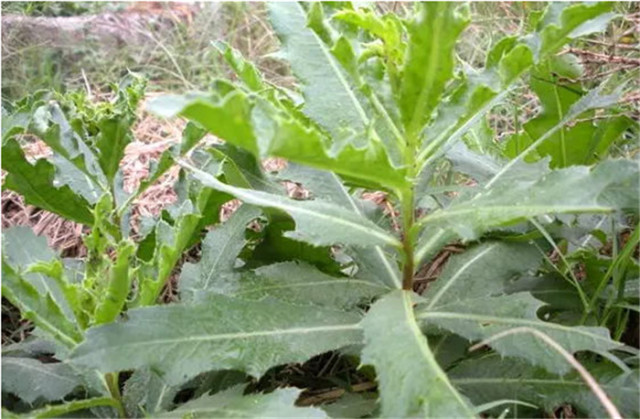 农村野菜"七七芽,止血减肥降血压,适合春天吃,不吃就没了!