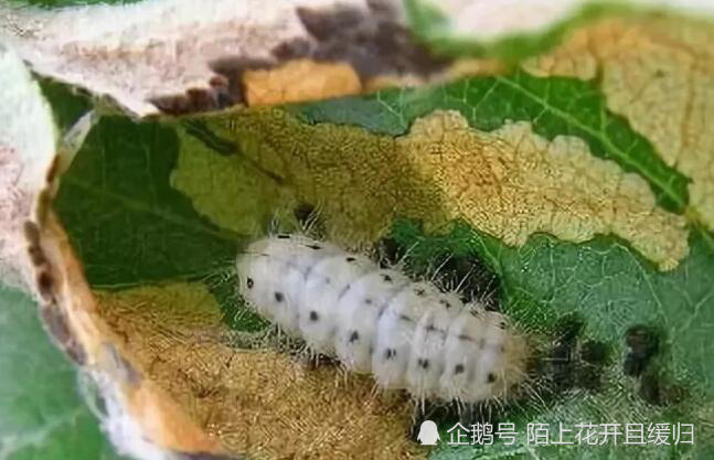 为害果树的梨星毛虫如何防治 看点快报