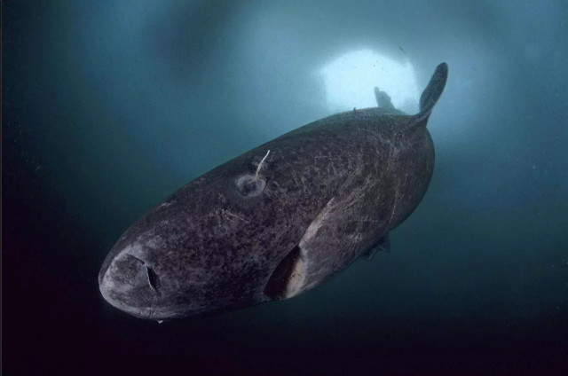 世界上最长寿的鲨鱼,游动速度却比蜗牛还慢,连专家都
